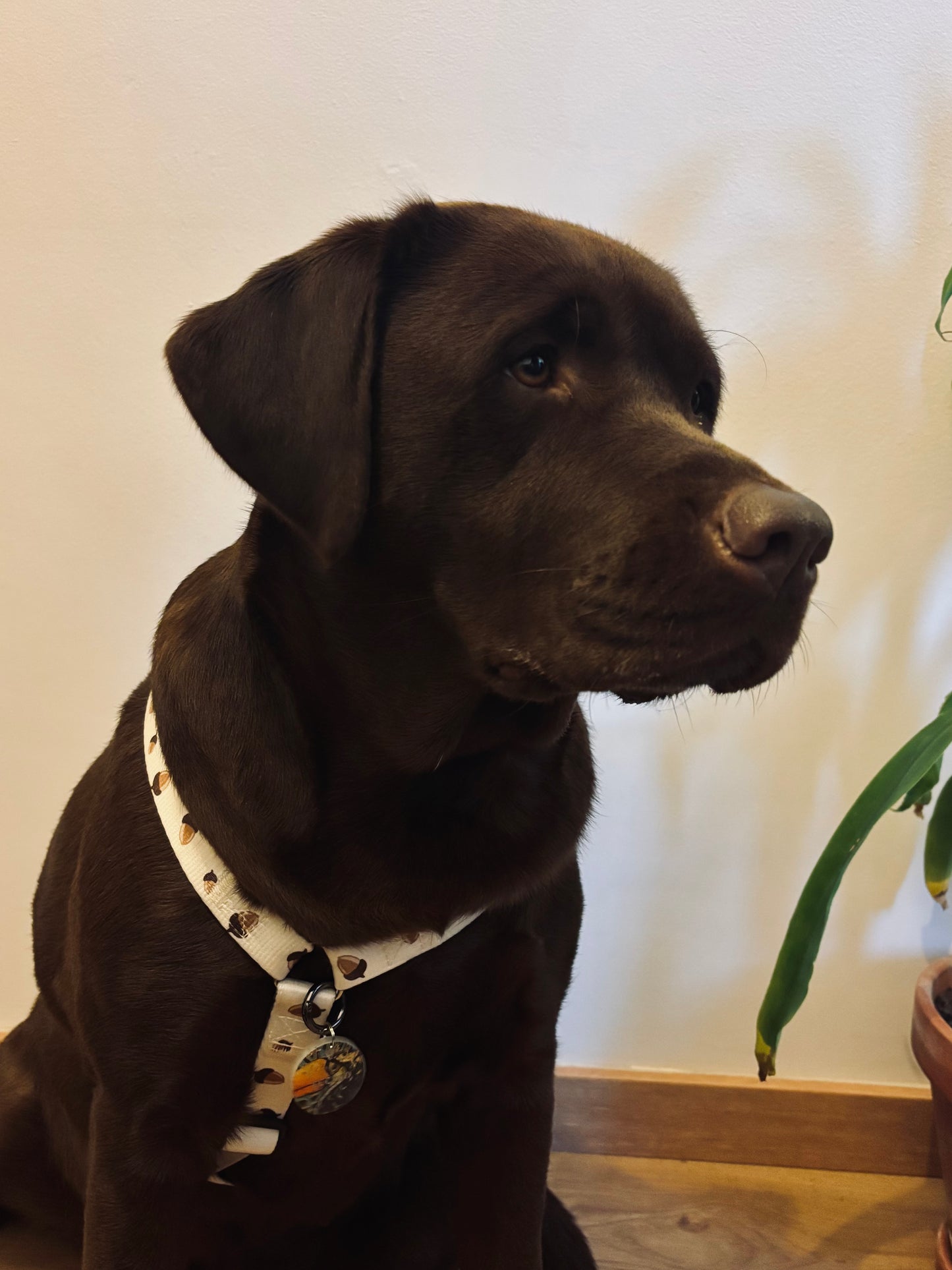 Medalha Jungle